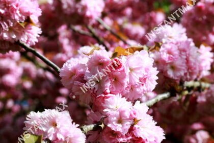 Nature – Floraison de cerisier au printemps