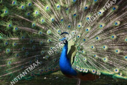 Nature – Paon en majesté