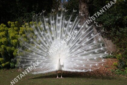 Nature – Paon blanc majestueux