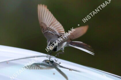Nature – Bergeronnette en plein vol