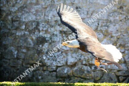 Nature – Pygargue en vol
