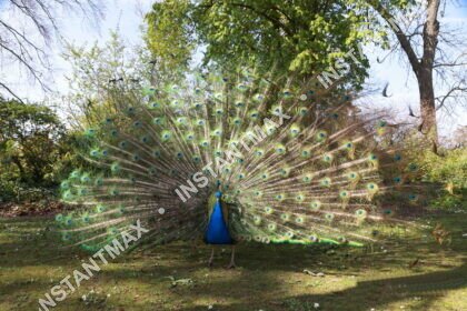 Nature – Paon faisant la roue