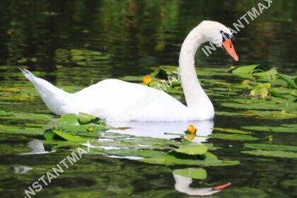 Nature – Cygne sur l’étang