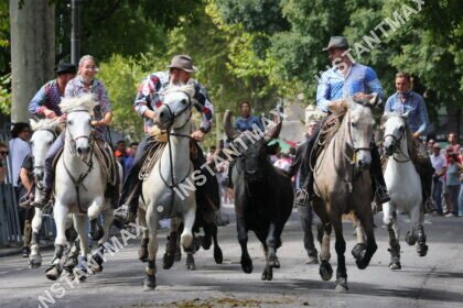 Nature – Tradition camarguaise en pleine course